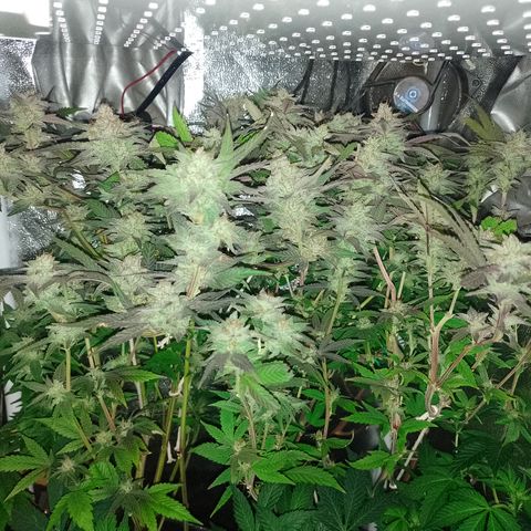 Banana Purple #14 (vaso III) growlog timeline photo