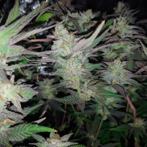 Banana Purple #14 (vaso III) growlog timeline photo
