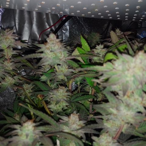 Banana Purple #14 (vaso III) growlog timeline photo