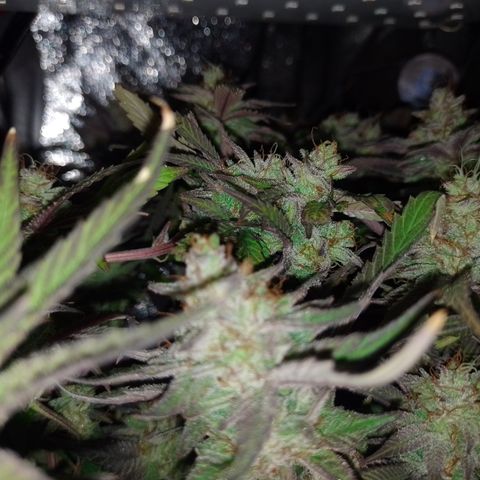 Banana Purple #14 (vaso III) growlog timeline photo
