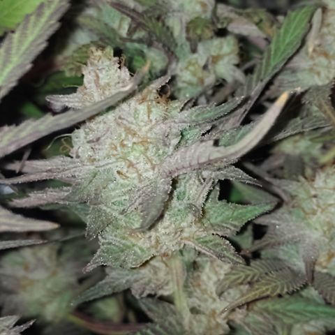 Banana Purple #14 (vaso III) growlog timeline photo