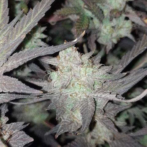Banana Purple #14 (vaso III) growlog timeline photo