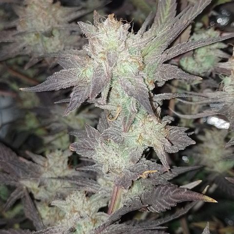 Banana Purple #14 (vaso III) growlog timeline photo