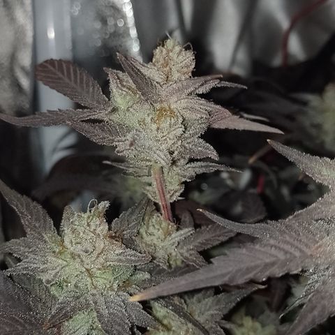 Banana Purple #14 (vaso III) growlog timeline photo