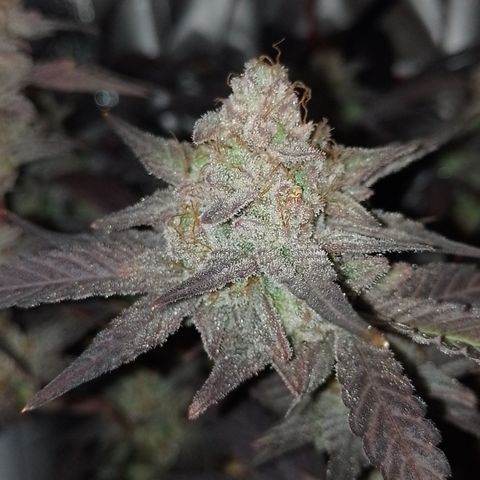 Banana Purple #14 (vaso III) growlog timeline photo