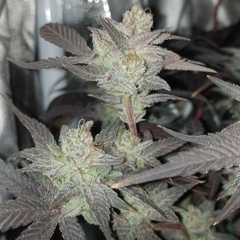 Banana Purple #14 (vaso III) growlog timeline photo