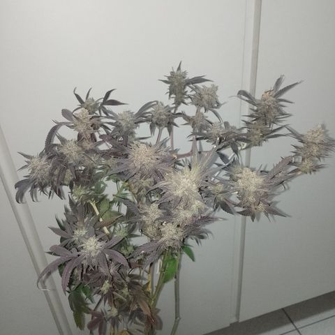 Banana Purple #14 (vaso III) growlog timeline photo