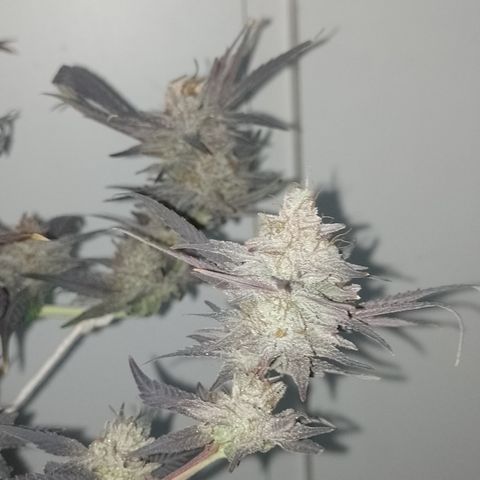 Banana Purple #14 (vaso III) growlog timeline photo
