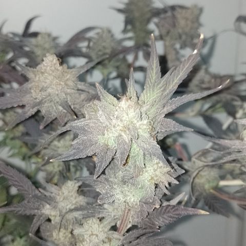 Banana Purple #14 (vaso III) growlog timeline photo