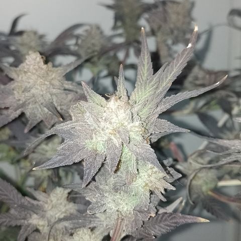 Banana Purple #14 (vaso III) growlog timeline photo
