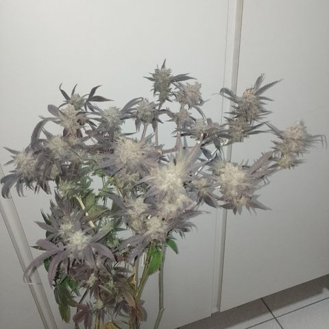 Banana Purple #14 (vaso III) growlog timeline photo