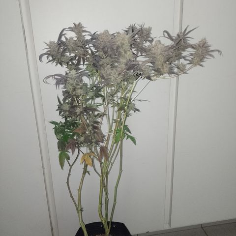 Banana Purple #14 (vaso III) growlog timeline photo