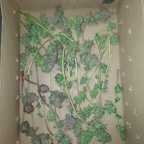 Banana Purple #14 (vaso III) growlog timeline photo