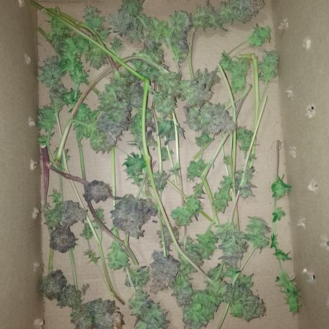 Banana Purple #14 (vaso III) growlog timeline photo