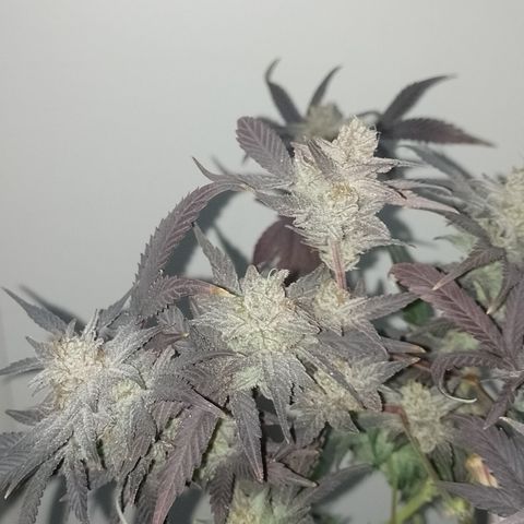 Banana Purple #14 (vaso III) growlog timeline photo
