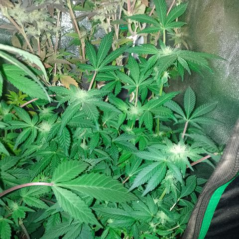 Purple cookies REVEG growlog timeline photo