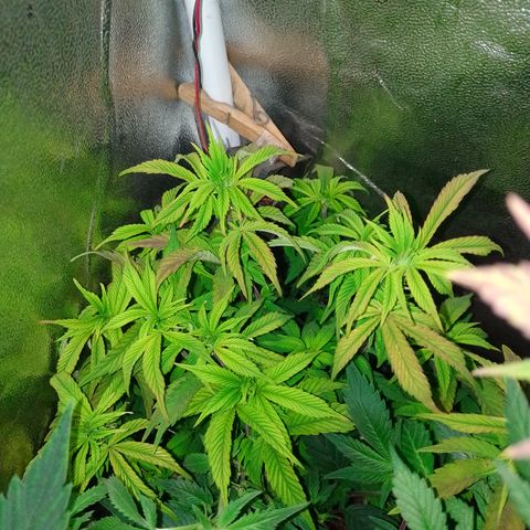 Purple cookies #5 growlog timeline photo