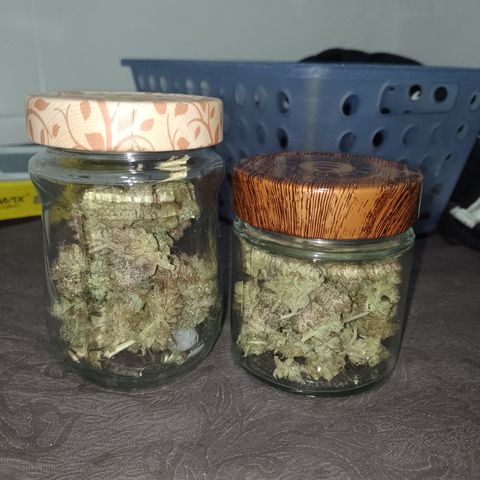 Banana Purple #14 (vaso III) growlog photo: 17.3g