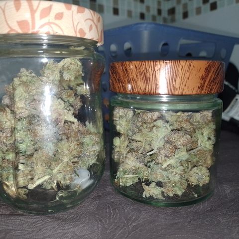 Banana Purple #14 (vaso III) growlog photo: 17.3g