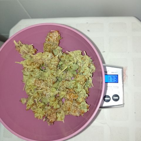 Banana Purple #14 (vaso III) growlog photo: 17.3g