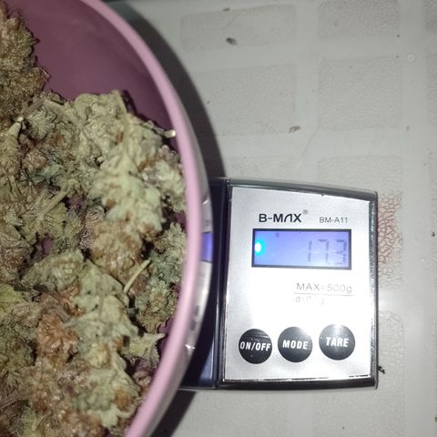 Banana Purple #14 (vaso III) growlog photo: 17.3g