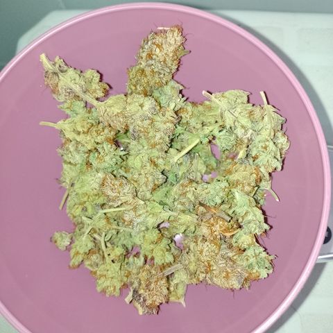Banana Purple #14 (vaso III) growlog photo: 17.3g