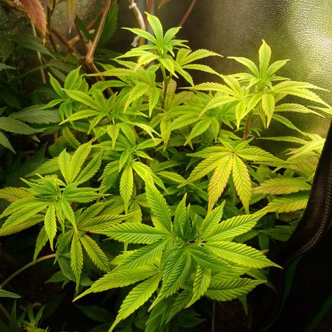 Purple cookies #5 growlog timeline photo