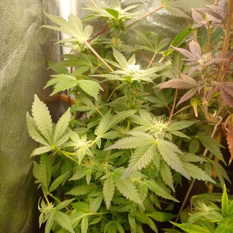 Purple cookies REVEG growlog timeline photo