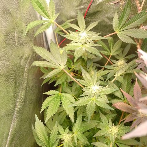 Purple cookies REVEG growlog timeline photo