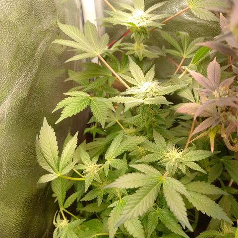 Purple cookies REVEG growlog timeline photo