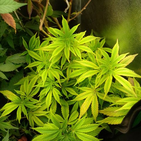 Purple cookies #5 growlog timeline photo