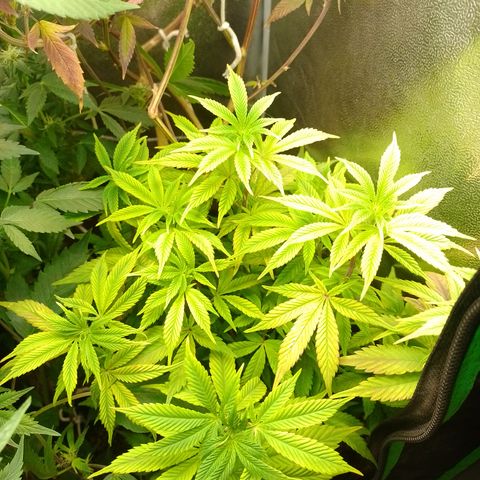 Purple cookies #5 growlog timeline photo