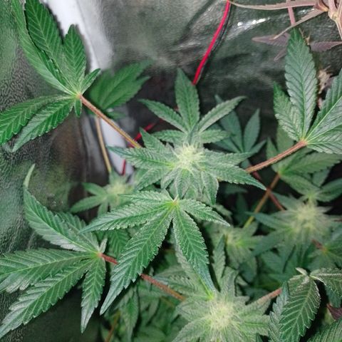 Purple cookies REVEG growlog timeline photo