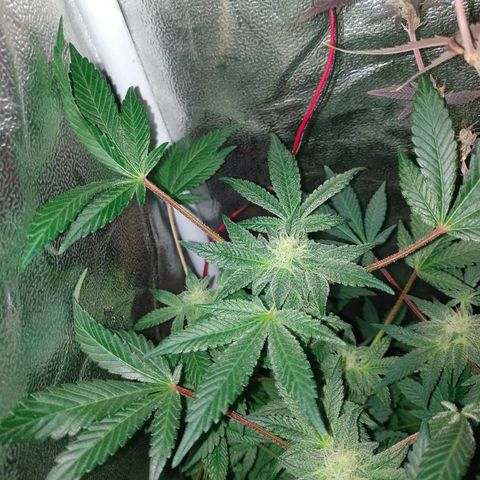 Purple cookies REVEG growlog timeline photo
