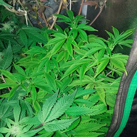 Purple cookies #5 growlog timeline photo