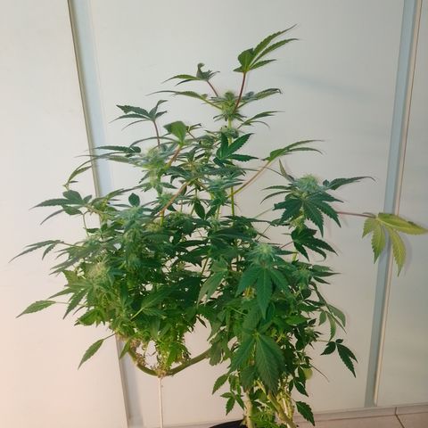 Purple cookies REVEG growlog timeline photo