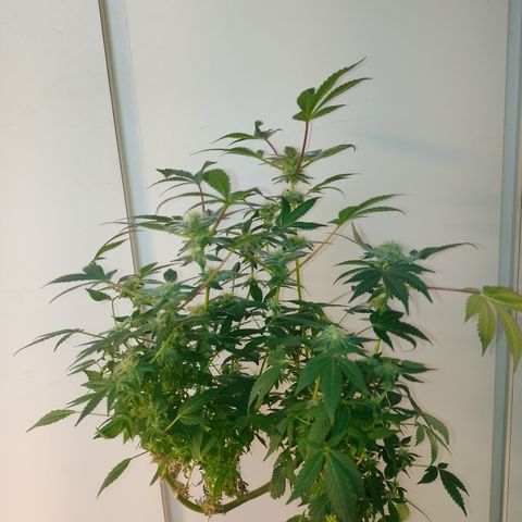 Purple cookies REVEG growlog timeline photo