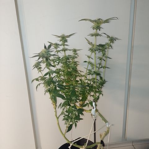 Purple cookies REVEG growlog timeline photo