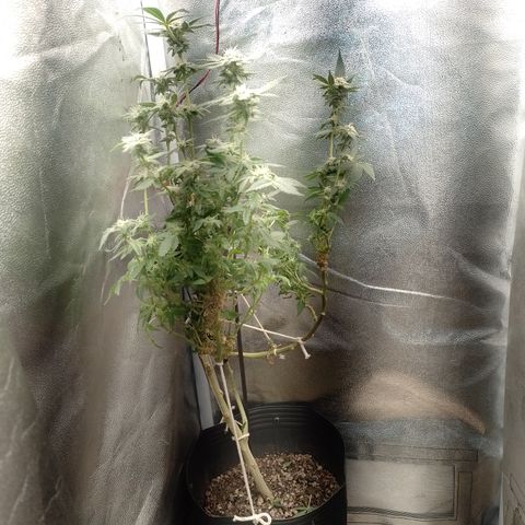 Purple cookies REVEG growlog timeline photo