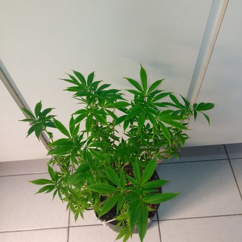 Purple cookies #5 growlog timeline photo