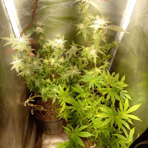 Purple cookies #5 growlog timeline photo
