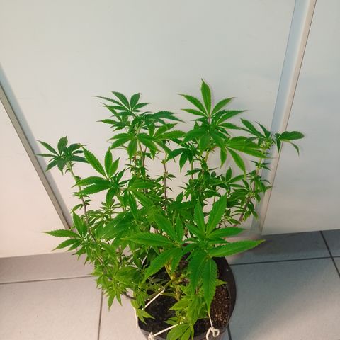 Purple cookies #5 growlog timeline photo