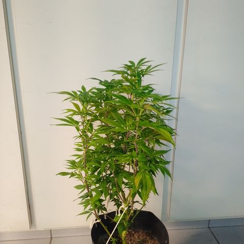 Purple cookies #5 growlog timeline photo