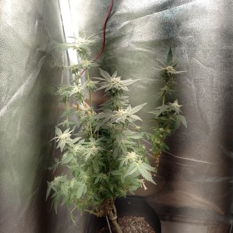 Purple cookies REVEG growlog timeline photo