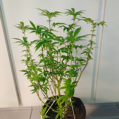 Purple cookies #5 growlog timeline photo