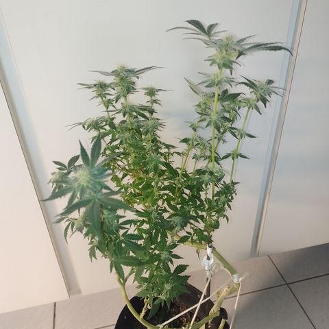 Purple cookies REVEG growlog timeline photo