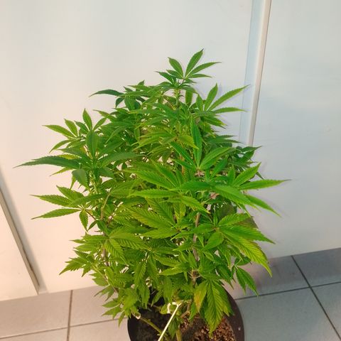 Purple cookies #5 growlog timeline photo