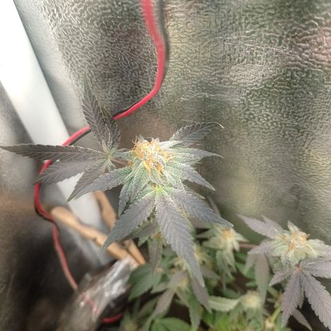 Purple cookies REVEG growlog timeline photo