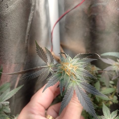 Purple cookies REVEG growlog timeline photo