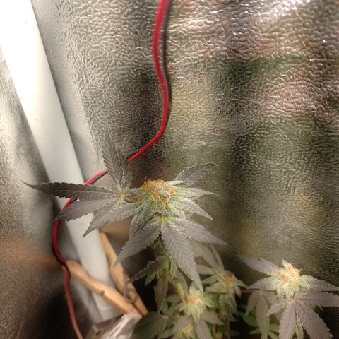 Purple cookies REVEG growlog timeline photo